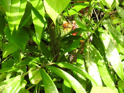 Desmoncus giganteus