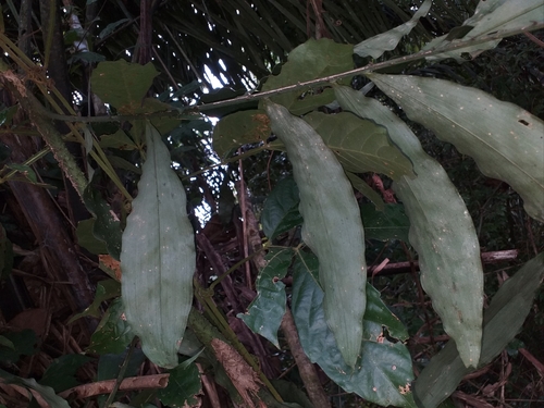 Desmoncus mitis