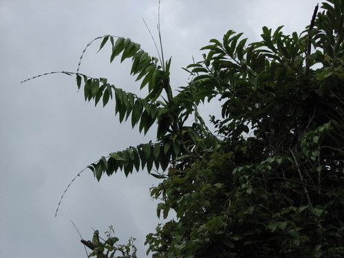 Desmoncus orthacanthos
