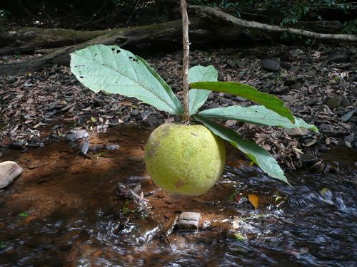Desplatsia chrysochlamys