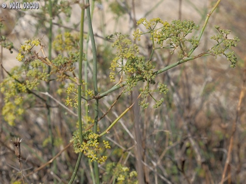 Deverra tortuosa