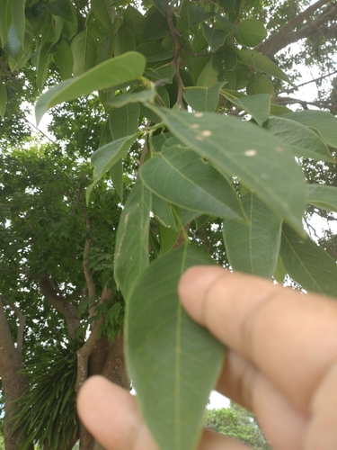 Dialium cochinchinense