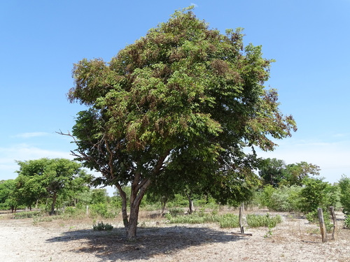 Dialium englerianum