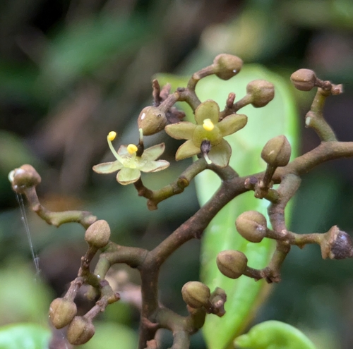 Dialium guianense
