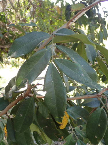 Dialium guineense