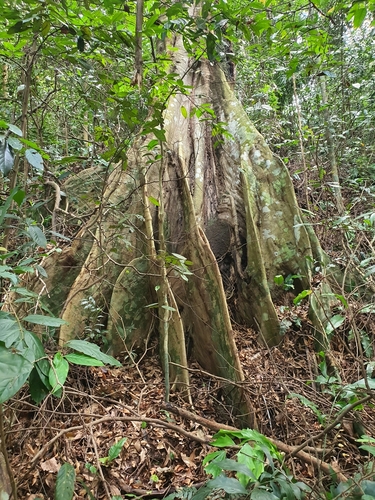 Dialium indum
