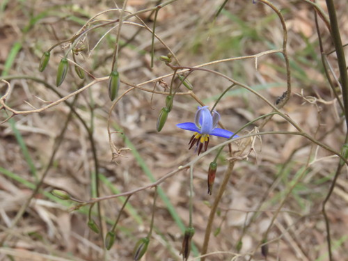 Dianella admixta