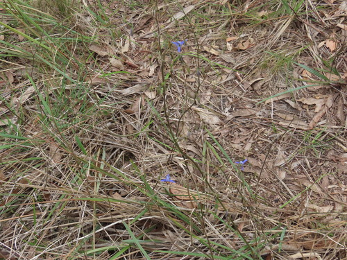 Dianella admixta