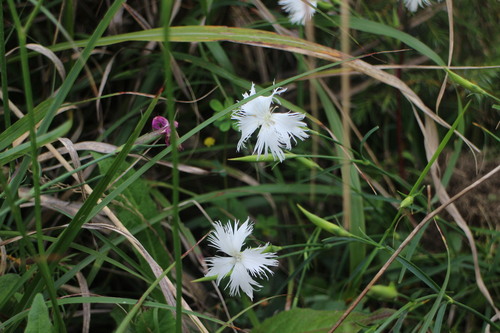 Dianthus superbus