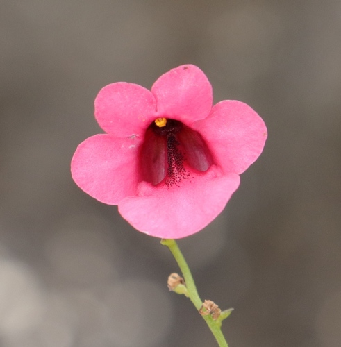 Diascia integerrima