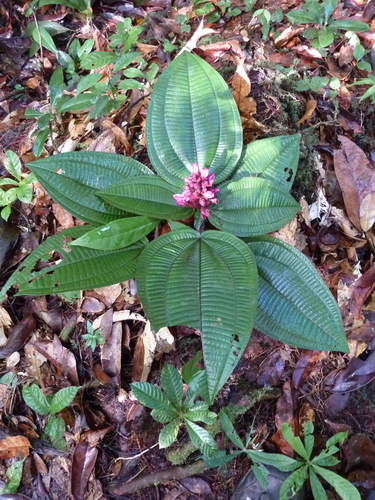 Melastomataceae