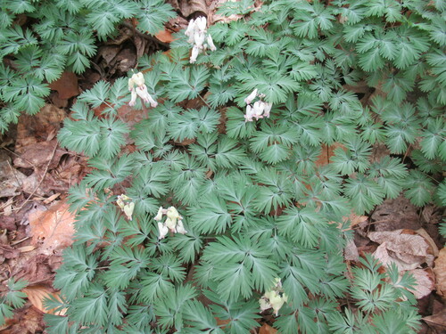 Dicentra canadensis