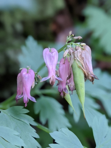 Dicentra eximia