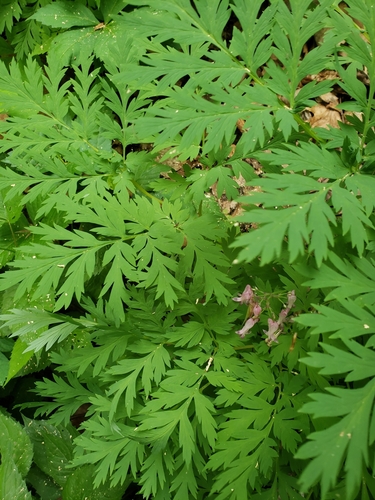 Dicentra eximia