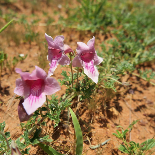 Dicerocaryum senecioides