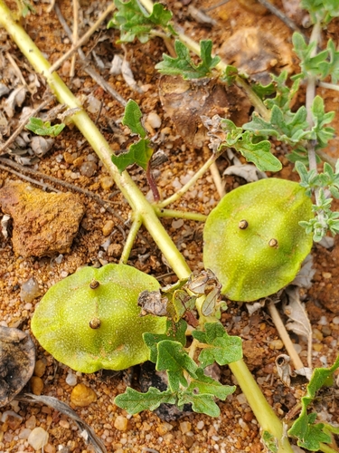 Dicerocaryum senecioides