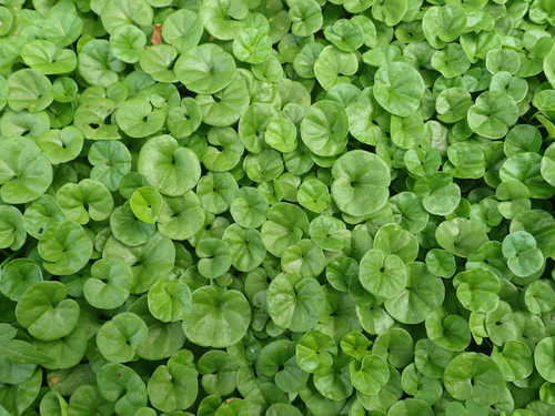 Dichondra micrantha
