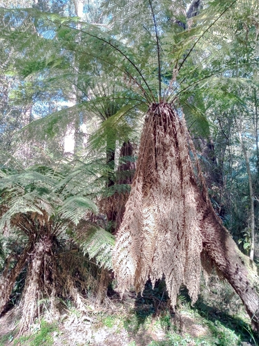 Dicksonia antarctica