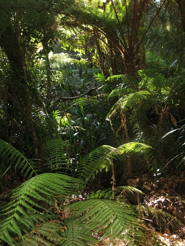 Dicksonia herbertii