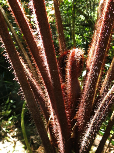 Dicksonia herbertii