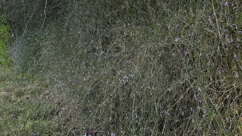 Dicliptera cernua