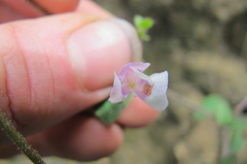 Diclis reptans
