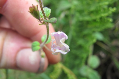 Diclis reptans