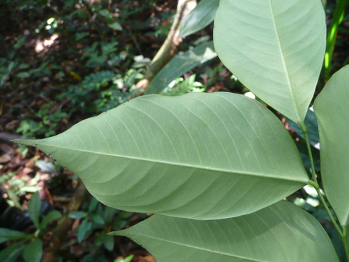 Dicranolepis persei