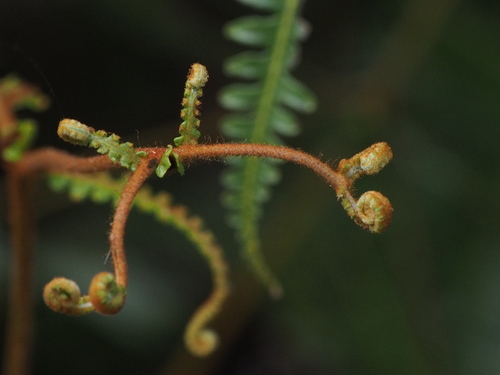Dicranopteris linearis