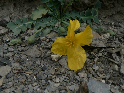 Dicranostigma lactucoides