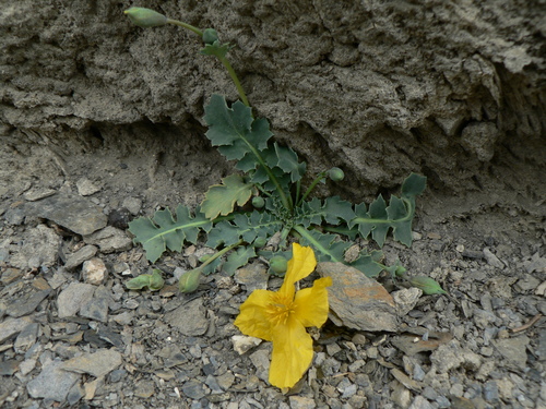Dicranostigma lactucoides