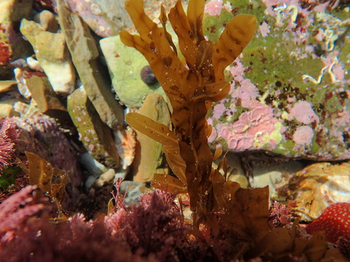 Dictyopteris polypodioides