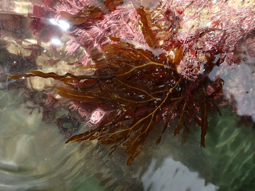 Dictyopteris polypodioides