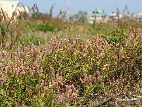 Digera muricata subsp. trinervis