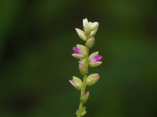 Digera muricata subsp. trinervis