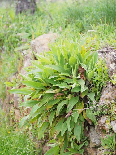 Digitalis thapsi