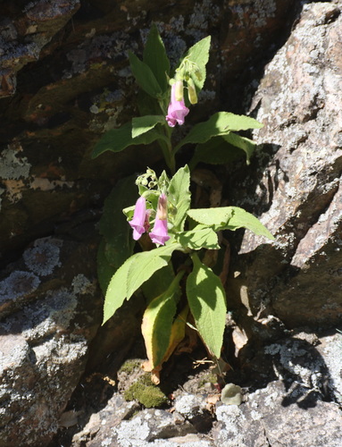 Digitalis thapsi