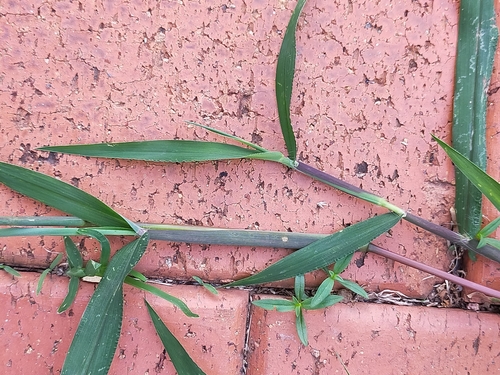 Digitaria ciliaris