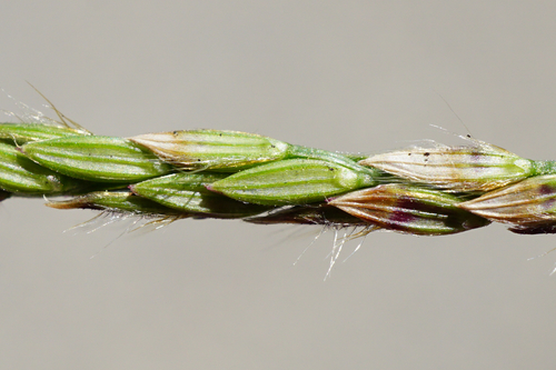 Digitaria sanguinalis