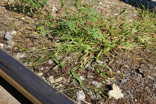 Digitaria sanguinalis