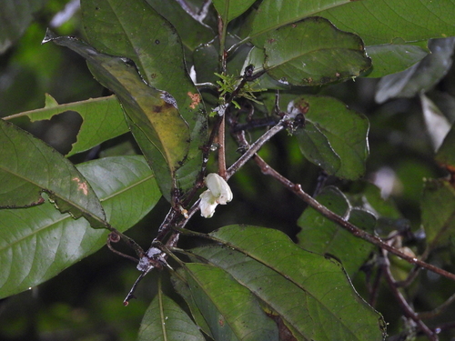 Dilkea retusa