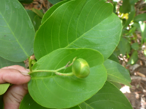 Dillenia alata