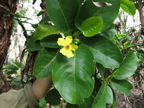 Dilleniaceae