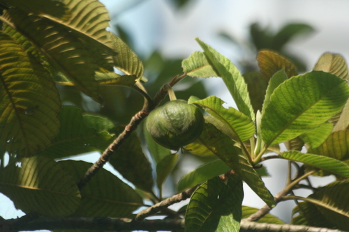 Dillenia ovata