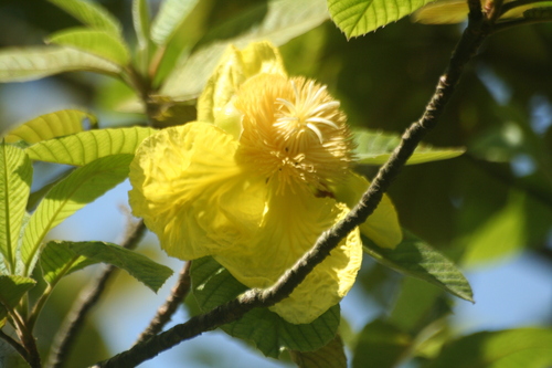 Dillenia ovata