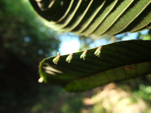 Dillenia pentagyna