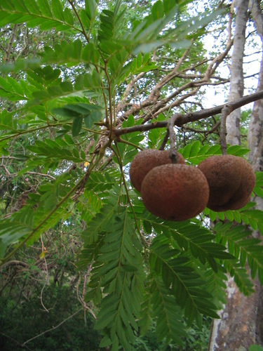 Dilodendron costaricense