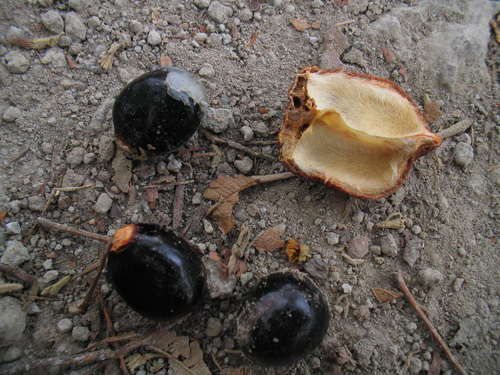 Dilodendron costaricense