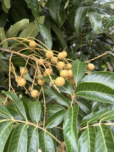 Dimocarpus longan