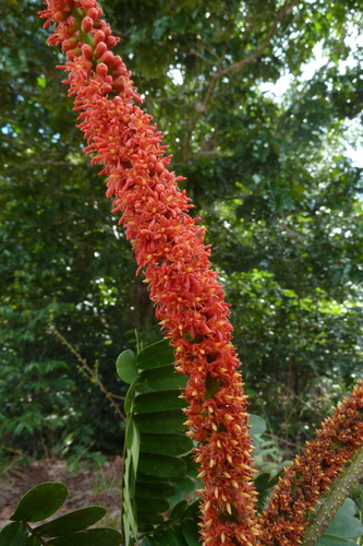 Dimorphandra polyandra